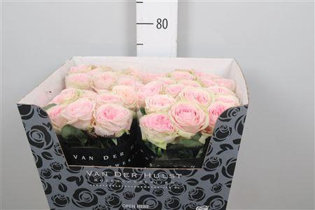 R Gr Bal Summerhouse