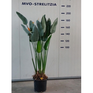 STRELITZIA REGIN BL