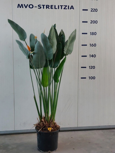 <h4>STRELITZIA REGIN BL</h4>