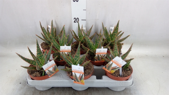<h4>Aloe   ...</h4>