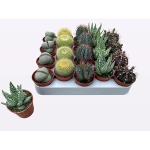 CACTUS + SUCCU GEM