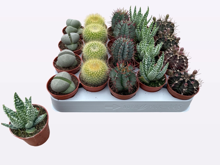 <h4>CACTUS + SUCCU GEM</h4>