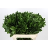 Ruscus Hypophyllum
