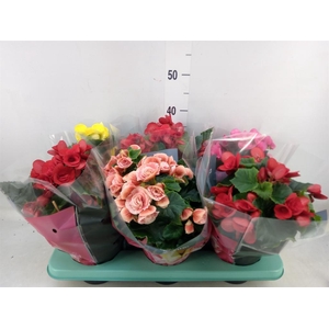 Begonia elat. DU   ...mix