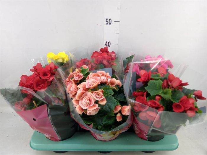 <h4>Begonia elat. DU   ...mix</h4>