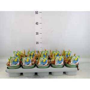 Flowerbulbs, corns or tubers   ...