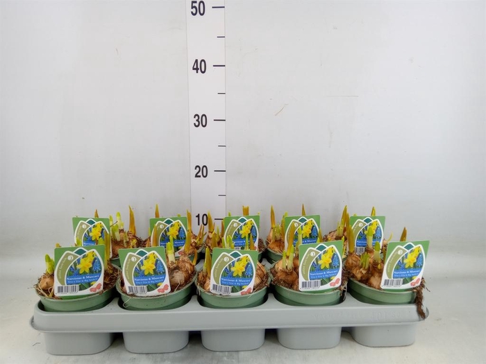 <h4>Flowerbulbs, corns or tubers   ...</h4>