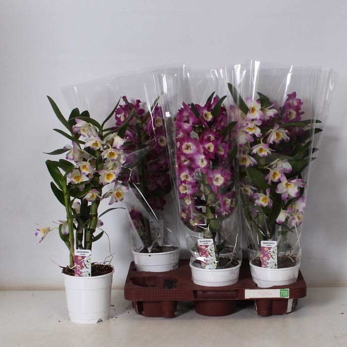 <h4>DEND NOBILE</h4>