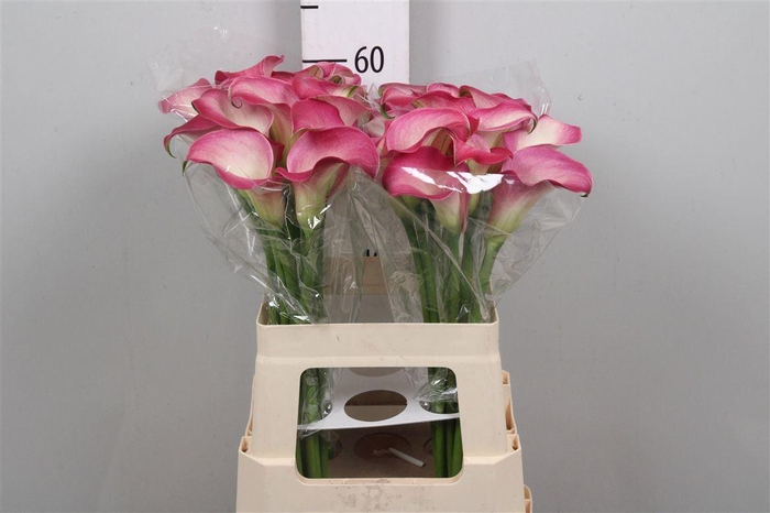 <h4>Zant Ov Lipstick Pink</h4>