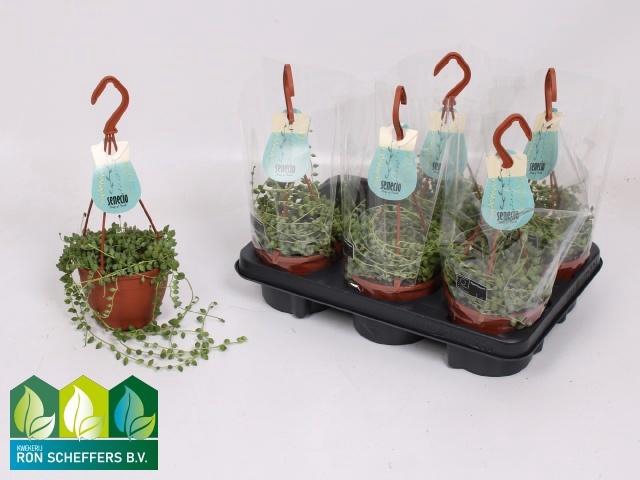 <h4>SENEC HERREIANUS</h4>