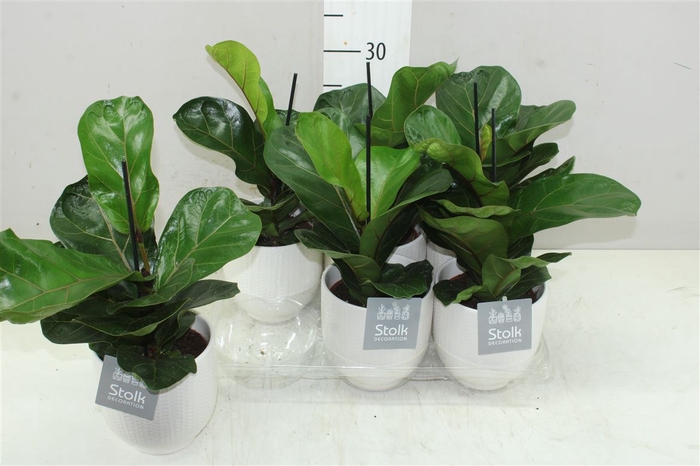 <h4>Ficus Lyrata Liv Keramiek</h4>