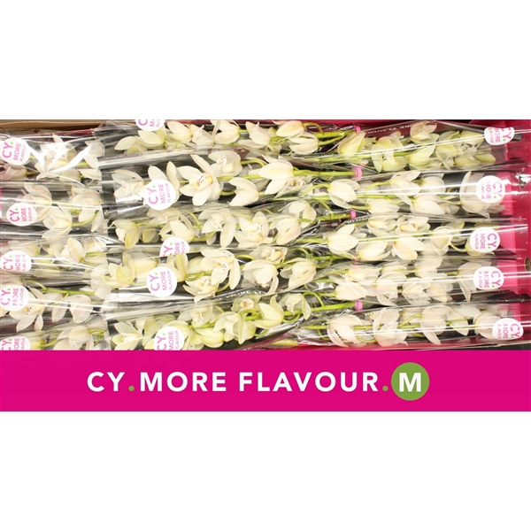 <h4>Mini cymbidium 'Sue' 50 cm</h4>