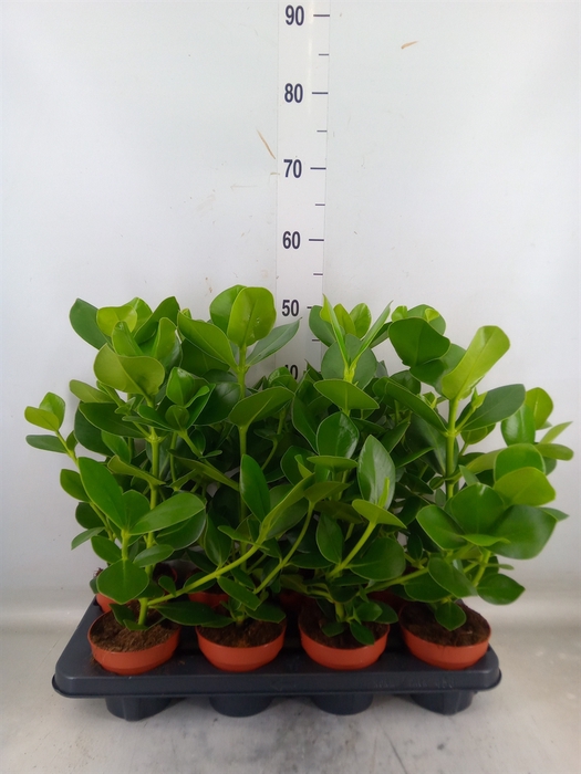 <h4>Clusia rosea 'Princess'</h4>