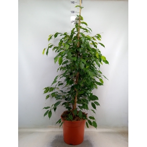 Ficus benja. 'Exotica'