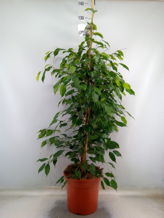 <h4>Ficus benja. 'Exotica'</h4>