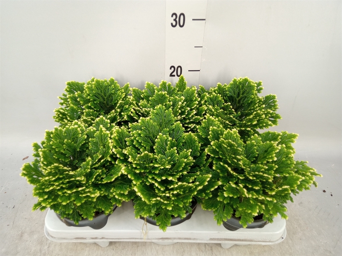 <h4>Selaginella martensii 'Jori'</h4>