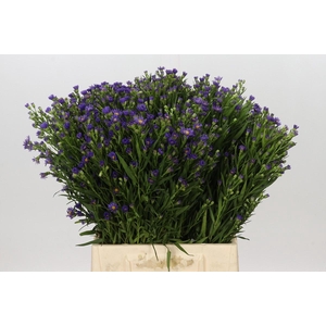 Aster Casamare