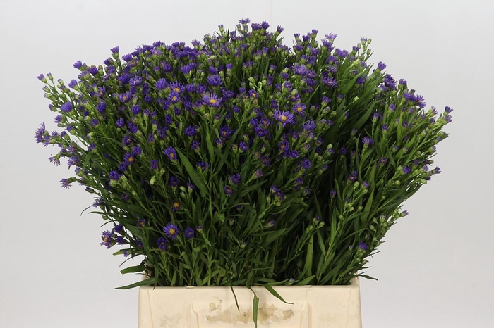 <h4>Aster Casamare</h4>