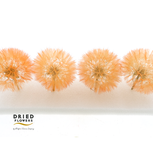 Dried Bleached Dandelion Orange