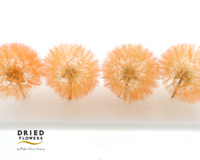 <h4>Dried Bleached Dandelion Orange</h4>