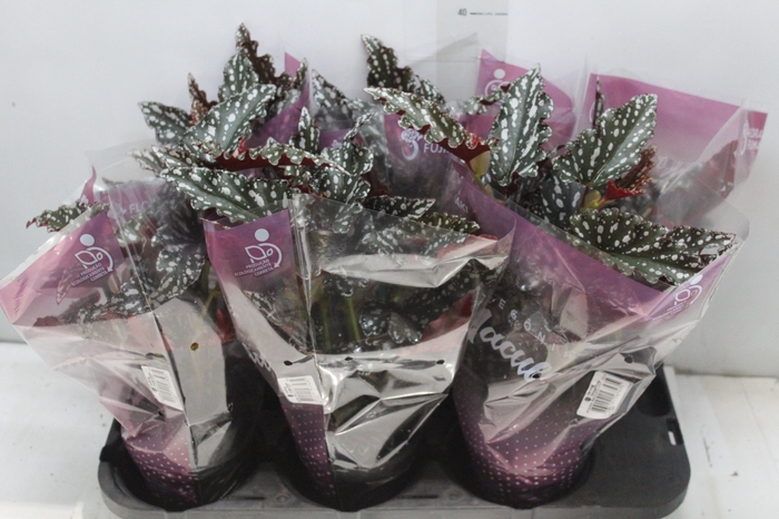 <h4>BEGONIA MACULATA SPOTLIGHT DARK P13</h4>