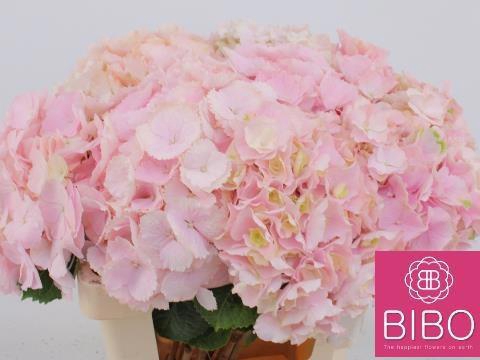 <h4>HYDR M CH VERENA</h4>