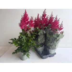 ASTILB A HEAVY METAL