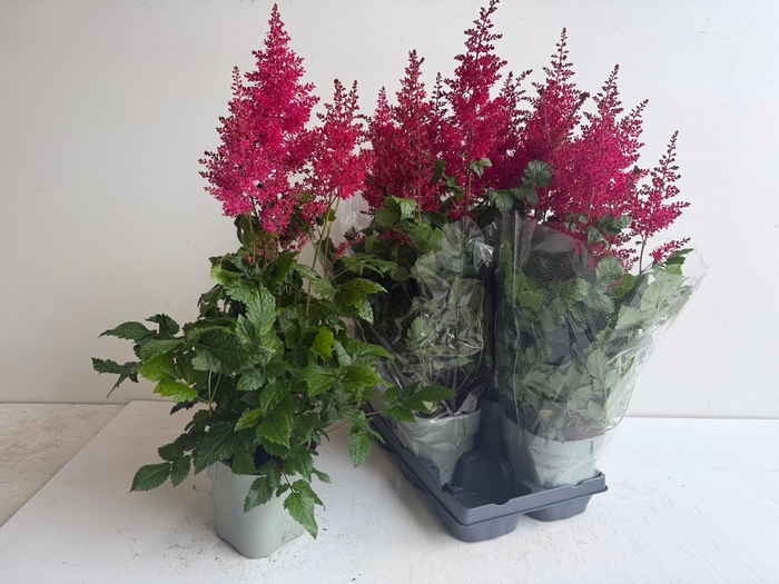 <h4>ASTILB A HEAVY METAL</h4>