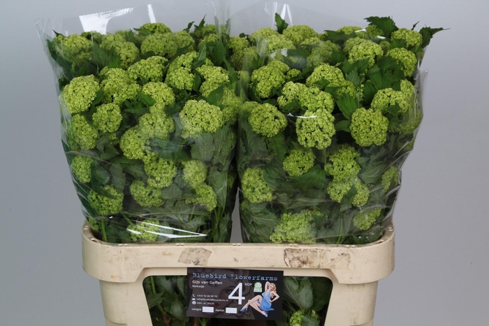 <h4>VIBURNUM ROSEUM ST</h4>