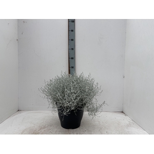 LEUCOPH BROWNII P26