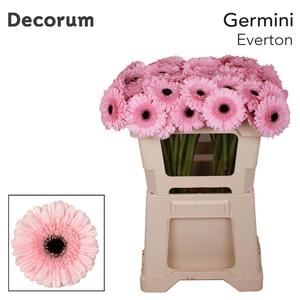 Germini Everton Water