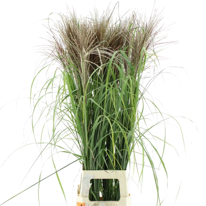 <h4>Miscanthus Rotfeder</h4>