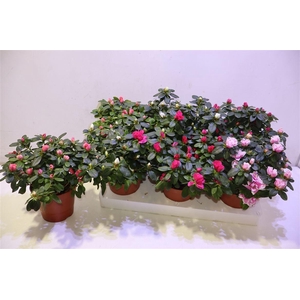 arr8 Rhodo Si Vogel Gem