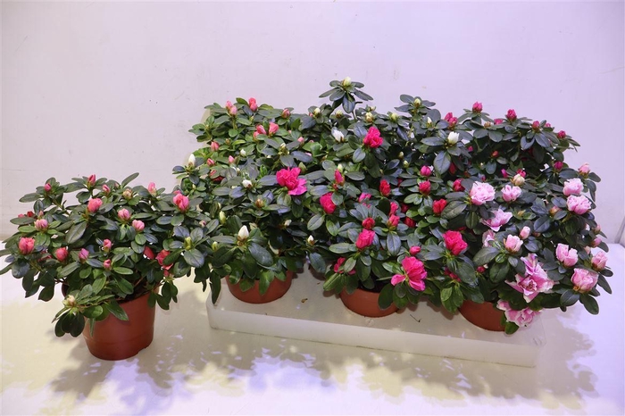 <h4>arr8 Rhodo Si Vogel Gem</h4>