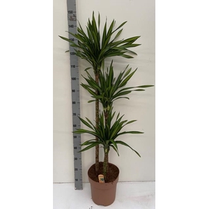 Dracaena frag. Riki 27Ø 140cm 3pp