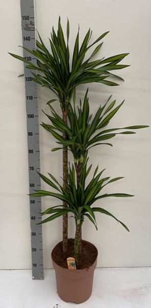 Dracaena frag. Riki 27Ø 140cm 3pp