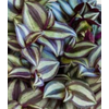 Tradescantia overig