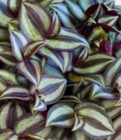 Tradescantia overig