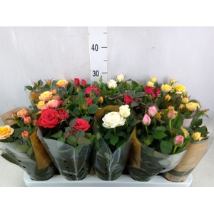 Rosa  'Kordana Grande'   ...mix