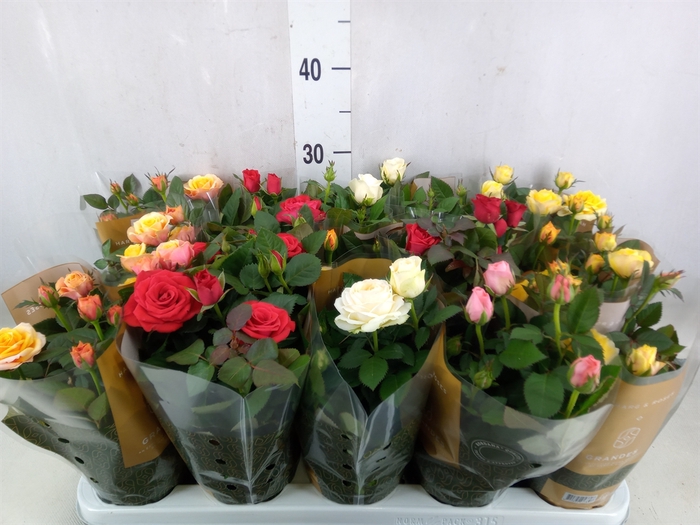 <h4>Rosa  'Kordana Grande'   ...mix</h4>