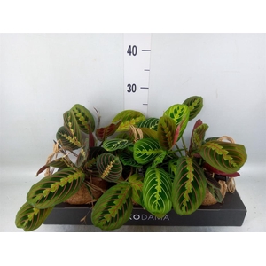 Maranta leuc.   ...