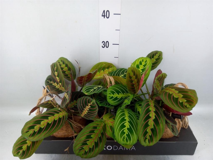 <h4>Maranta leuc.   ...</h4>