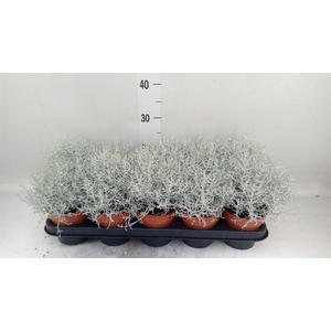 Leucophyta brownii