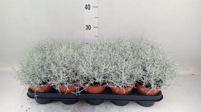 <h4>Leucophyta brownii</h4>