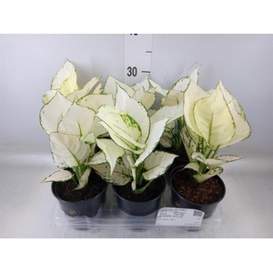 Aglaonema  'White Joy'