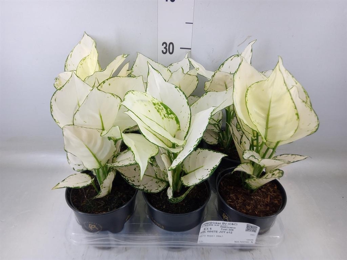 <h4>Aglaonema 'White Joy'</h4>