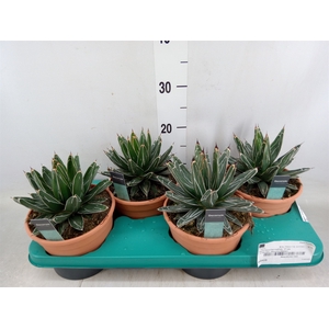 Agave victoriae-reginae