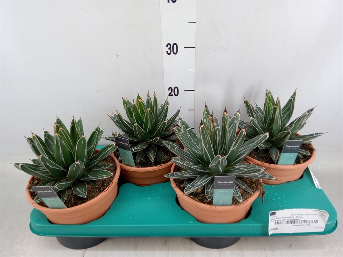 <h4>Agave victoriae-reginae</h4>