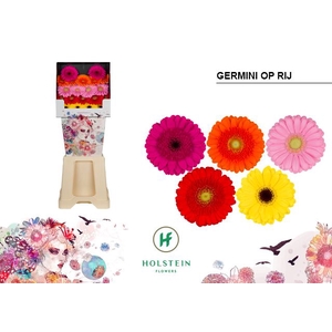 GE MI MINI OP RIJ Diamond x80