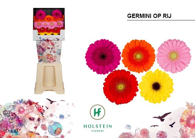 <h4>Germini Mix op Rij Diamond</h4>